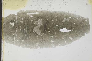 Plane Polarized, S36488