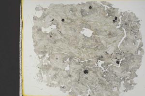 Plane Polarized, S36764