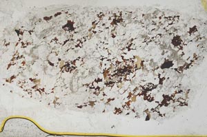 Plane Polarized, S36824