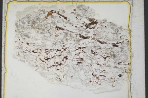 Plane Polarized, S36827