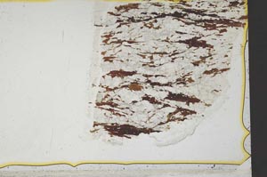 Plane Polarized, S36839