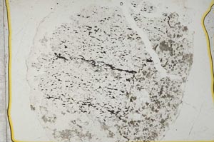 Plane Polarized, S36840/A