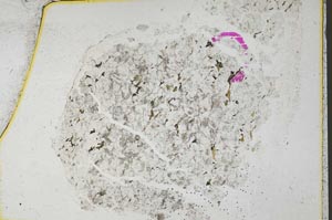 Plane Polarized, S36841