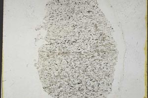 Plane Polarized, S36845