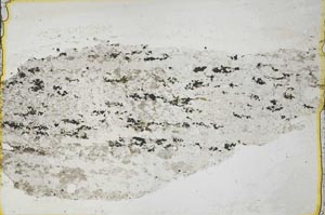 Plane Polarized, S36846