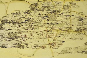Plane Polarized, S36865
