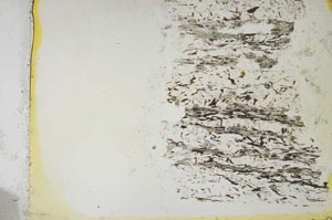Plane Polarized, S36872