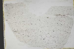 Plane Polarized, S36878