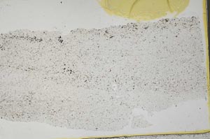 Plane Polarized, S36893