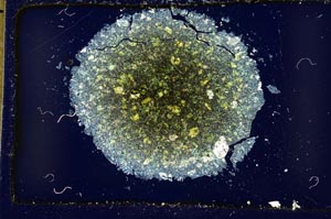 Cross Polarized, S36952