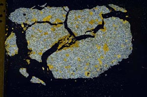 Cross Polarized, S36955