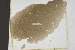 Plane Polarized, S37019