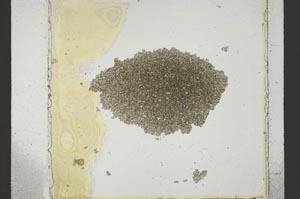 Plane Polarized, S37021