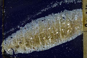 Cross Polarized, S37023