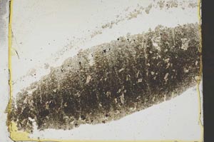 Plane Polarized, S37023