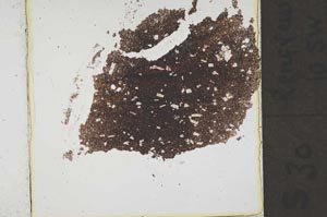 Plane Polarized, S37025