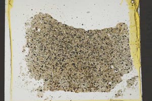 Plane Polarized, S37026