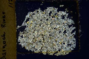 Cross Polarized, S37027