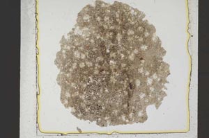 Plane Polarized, S37030