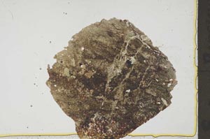 Plane Polarized, S37046