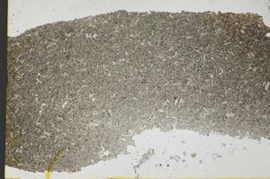 Plane Polarized, S37067