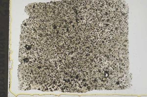 Plane Polarized, S37206