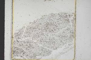 Plane Polarized, S37210