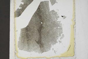 Plane Polarized, S37235