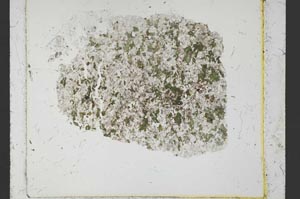 Plane Polarized, S37391