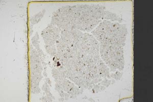 Plane Polarized, S37405