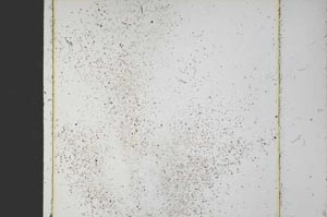 Plane Polarized, S37405/A