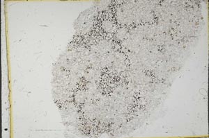 Plane Polarized, S37406