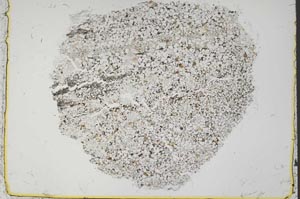 Plane Polarized, S37407