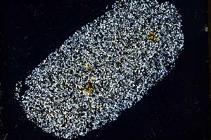 Cross Polarized, S37408