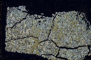 Cross Polarized, S37436