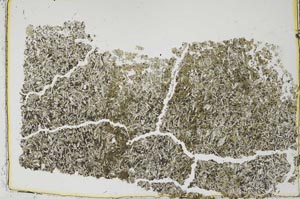 Plane Polarized, S37436