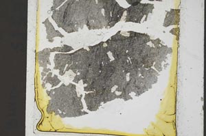 Plane Polarized, S37438