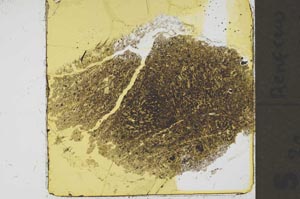 Plane Polarized, S37455