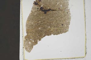 Plane Polarized, S37461