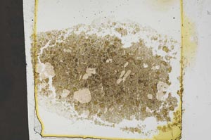 Plane Polarized, S37463