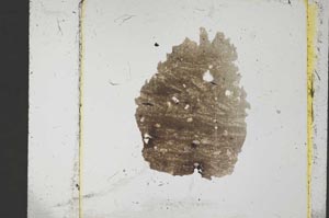 Plane Polarized, S37474