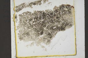 Plane Polarized, S37482