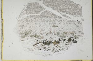 Plane Polarized, S37535