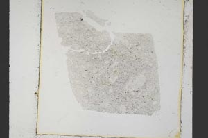 Plane Polarized, S37661