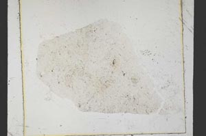 Plane Polarized, S37663
