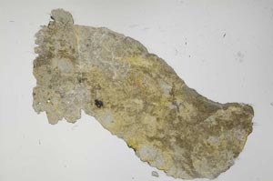 Plane Polarized, S37688