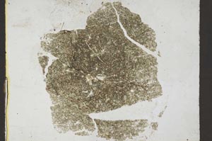 Plane Polarized, S37744
