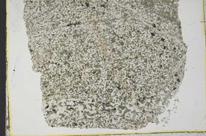 Plane Polarized, S37782