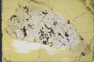 Plane Polarized, S37787