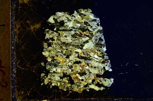 Cross Polarized, S37789